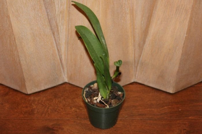 Rlc. Chief Journey 'First Choice' (4" pot) - Image 4