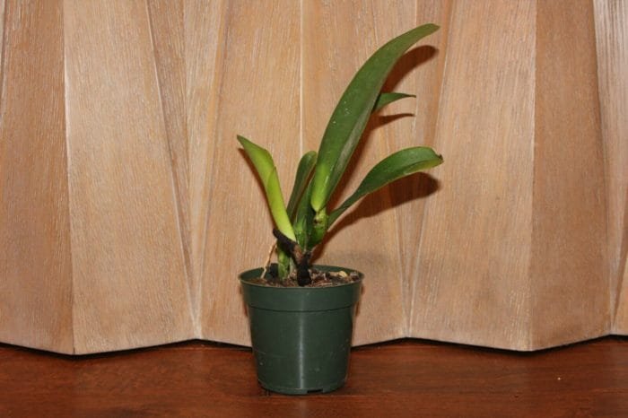 Rlc. Chief Journey 'First Choice' (4" pot) - Image 5