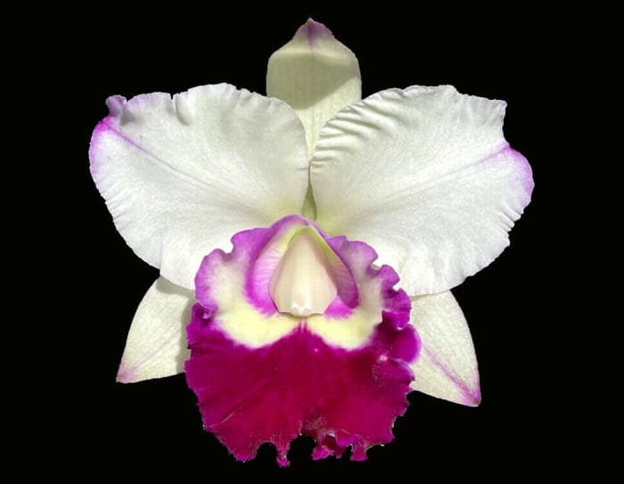 Rlc. Chief Journey 'First Choice' (4" pot) - Image 1