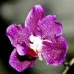 Vanda Noriko Sumida 'Brandi Orchids' Wu 1901 (2" pot)