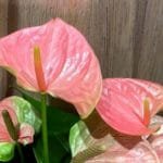 Anthurium Light Pink 5" pot