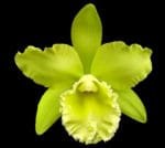 Blc. Prada Green Deluxe 'Carib Plants' 2" pot