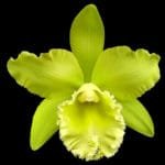 Blc. Prada Green Deluxe 'Carib Plants' 2" pot
