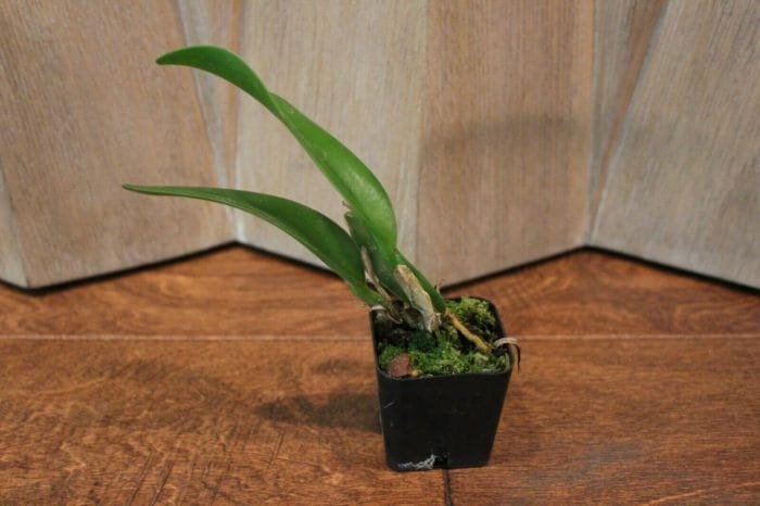 Blc. Prada Green Deluxe 'Carib Plants' 2" pot - Image 3