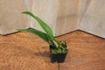 Blc. Prada Green Deluxe 'Carib Plants' 2" pot - Image 4