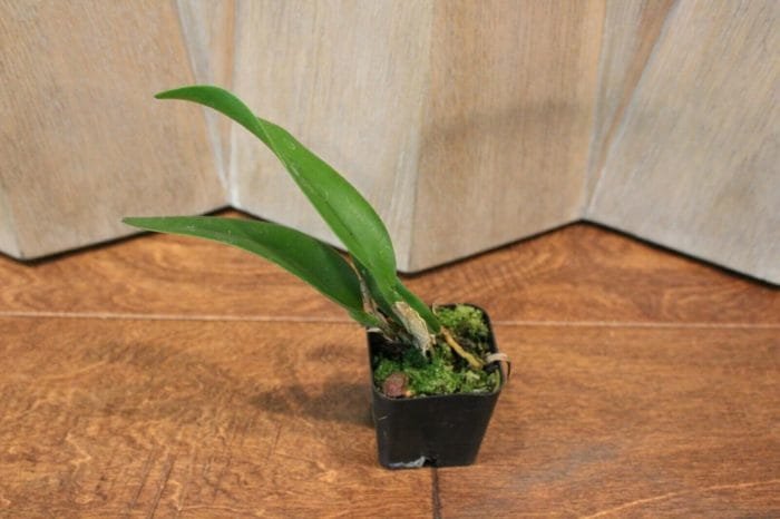 Blc. Prada Green Deluxe 'Carib Plants' 2" pot - Image 4