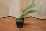 Blc. Prada Green Deluxe 'Carib Plants' 2" pot - Image 5