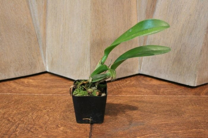 Blc. Prada Green Deluxe 'Carib Plants' 2" pot - Image 5