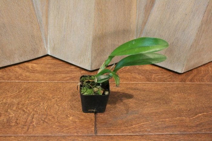 Blc. Prada Green Deluxe 'Carib Plants' 2" pot - Image 6