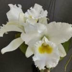 Blc. White Diamond (4" pot)