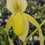 Paph. Ernie Barham (Berenice album x Kolosand 'QF Green Dragon') (3.5" pot)