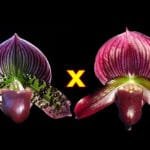 Paph. Hsinying Rubyweb x Hsinying Cyber Leopard (3.5" pot)