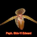 Paph Shin-Yi Edward x (roths. 'Jungle Selected' x roths. 'Atlantis') (3" pot)