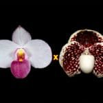 Paph. delenatii v. Dunkel x leucochilum 'Red' (2" pot)