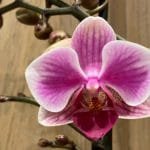 Phalaenopsis New Hybrid (3.5" pot)