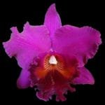 Rlc. Hawaiian Ruby 'Paradise' (2" pot)
