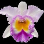 Rlc. Siam Pink (5" pot)