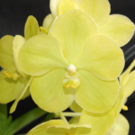 Ascda Somsri Gold 'Pachara #1' (2" pot)