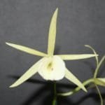 Bl. Yellow Bird (Richard Mueller x B. Nodosa) (4N)