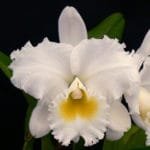 Blc. Hawaiian Island Bride '#30' (5" Pot)