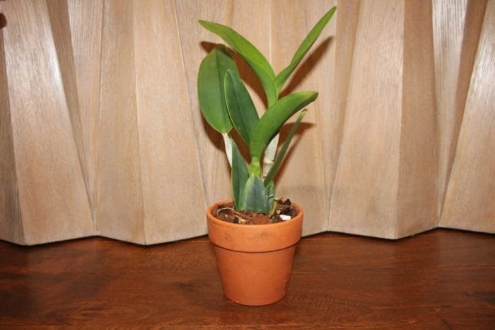 Blc. Hawaiian Island Bride '#30' (5" Pot) - Image 3