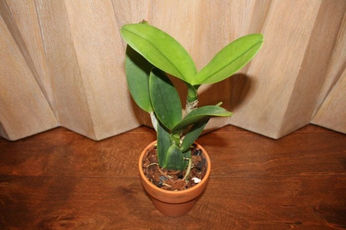 Blc. Hawaiian Island Bride '#30' (5" Pot) - Image 4