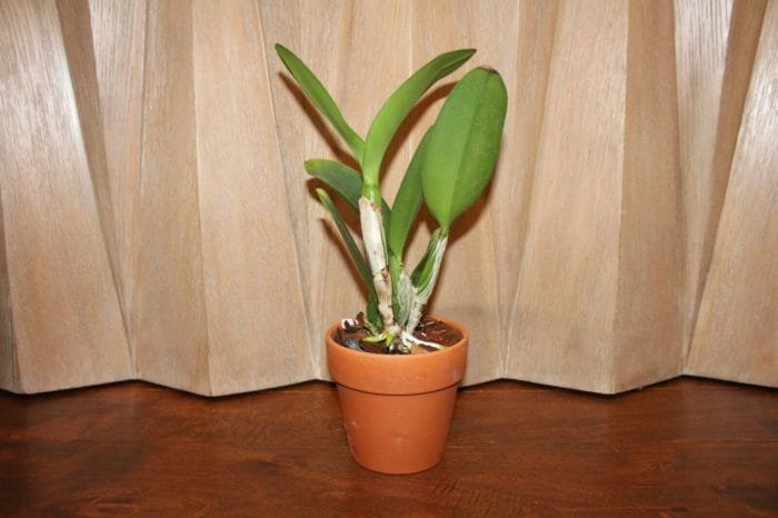 Blc. Hawaiian Island Bride '#30' (5" Pot) - Image 5