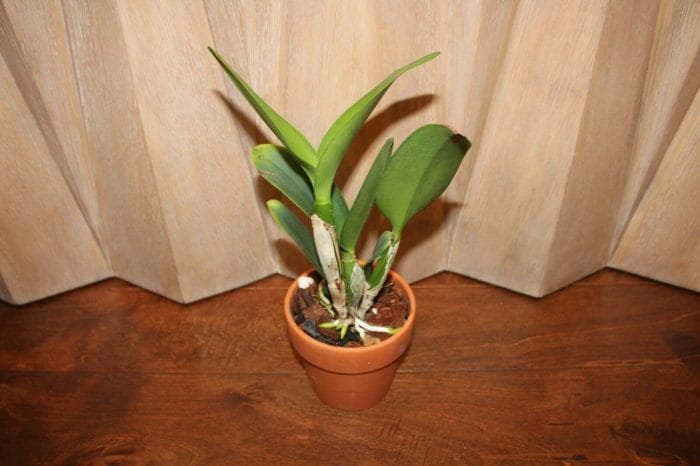 Blc. Hawaiian Island Bride '#30' (5" Pot) - Image 6