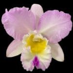 Blc. Hawaiian Island Bride IN BUD (5" pot)