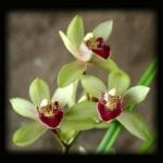 Cymbidium  Peter Pan (4.5" pot)