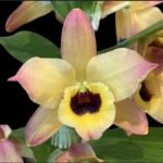 Fragrant - Dendrobium Oriental Smile ‘Butterfly’ (3.5” pot)