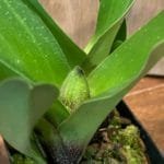 Paph. Complex (3.5' pot)