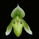 Paph. Curtisii v. Sanderae BS