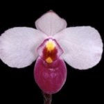 Paph. Delenatii Dunkel (BS, 2” pot)