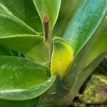 Paph. (Golden arm x Pacific Shamrock) x (Hellas x Valentine) (3.5" pot)