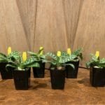 Paph. Marmorophyllum (Paph. barbatum x Paph. hookerae) (2" pot)