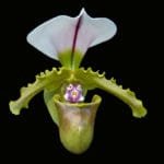 Paphiopedilum Spicerianum x sib (2" pot)