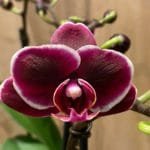 Phalaenopsis Chiada Stacy (3.5" pot)