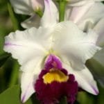 Rlc. Volcano Star 'Volcano Queen' -WCL (2" pot)