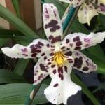 Beallara Tropic Lily 'Hilo Space Ship' IN SPIKE (4" pot)