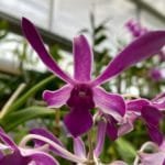 Dendrobium Hasako Haraguchi 'Short' x Den. Blue Twinkle (4" pot)