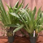 Miltoniopsis Martine Orenstein 'Lavender Tears' x Pearl Ono 'Eileen'