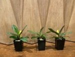 Paph. Albertine (2" pot) - Image 3