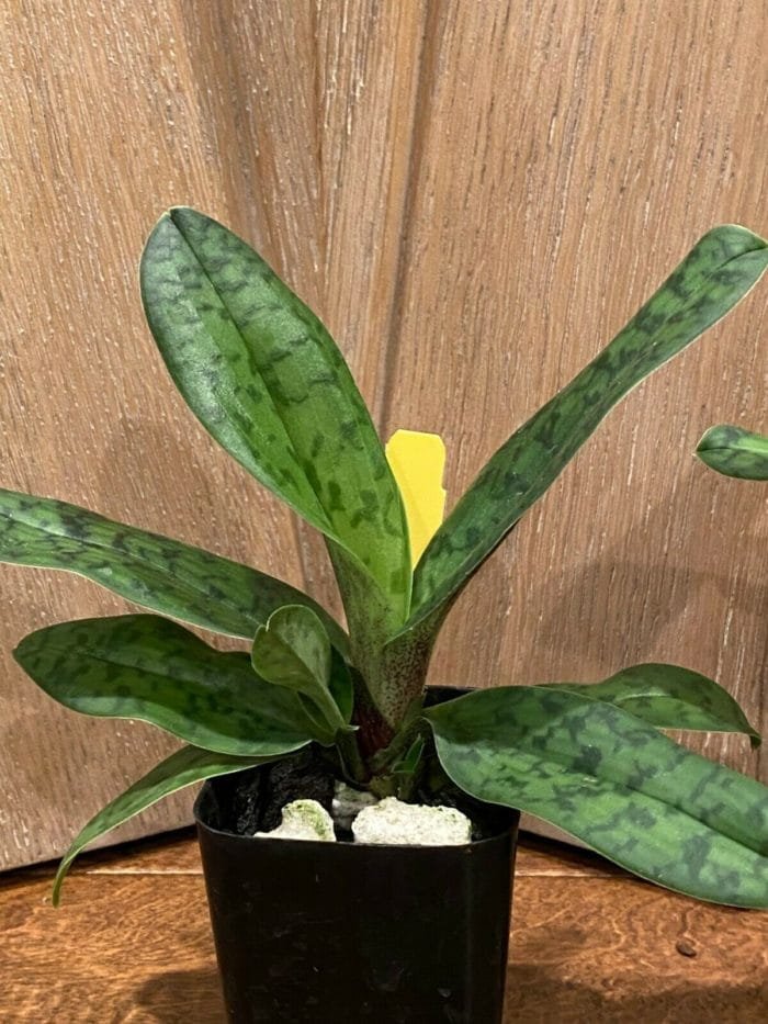 Paph. Albertine (2" pot) - Image 5
