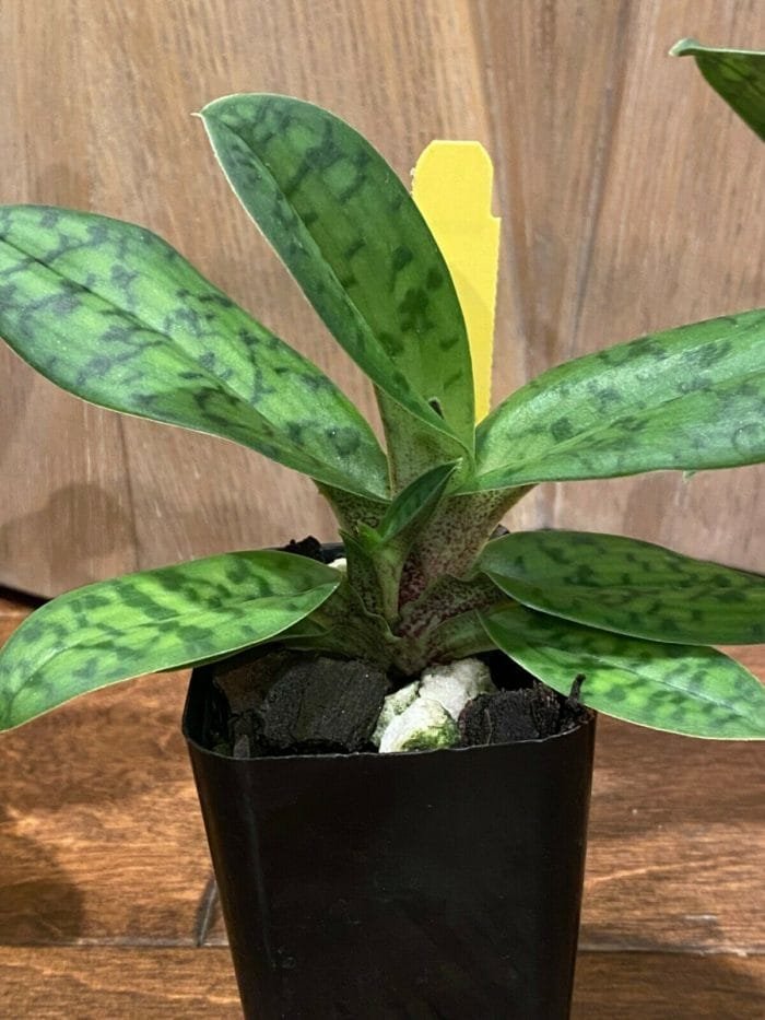 Paph. Albertine (2" pot) - Image 6