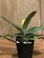 Paph. Albertine (2" pot) - Image 7