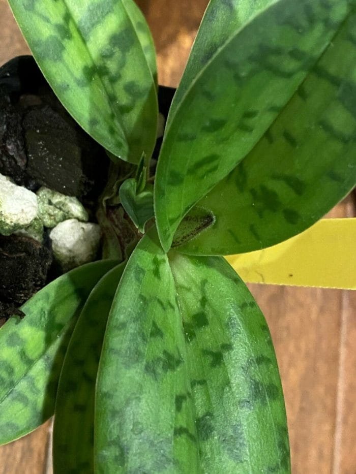 Paph. Albertine (2" pot) - Image 8