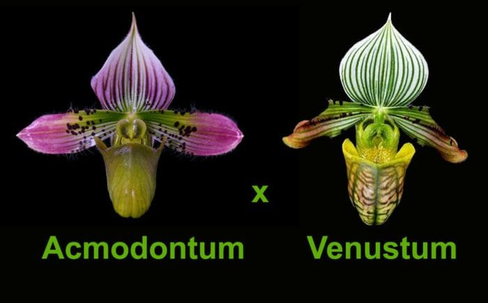 Paph. Albertine (2" pot) - Image 1