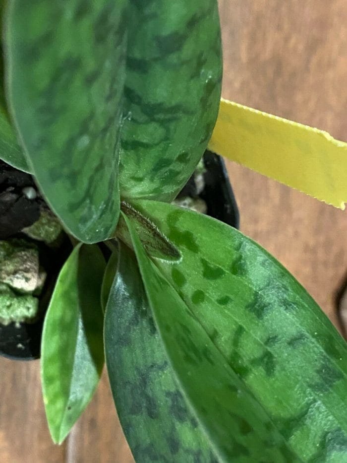 Paph. Albertine (2" pot) - Image 10