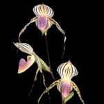 Paph. Lady Isabel (rothschildianum x stonei) (BS, 2" pot)